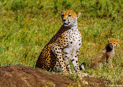 Serengeti Cheetah With Cub