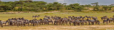 Serengeti Zebra Panorama