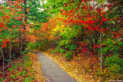 Shenandoah Path