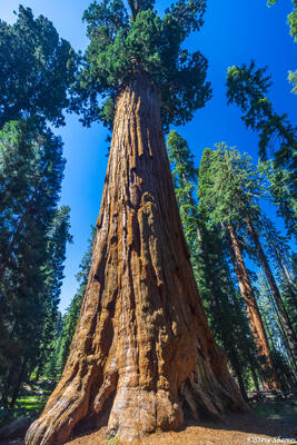 Sherman Tree