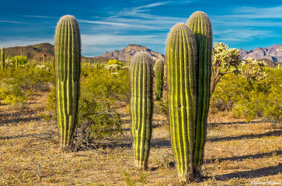 Short Stubby Cactus