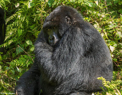 Shy Mountain Gorilla