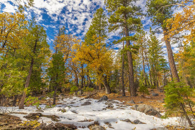 Sierra Forest Snow