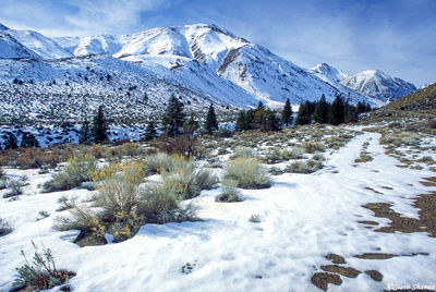 Sierra Snowy Scene