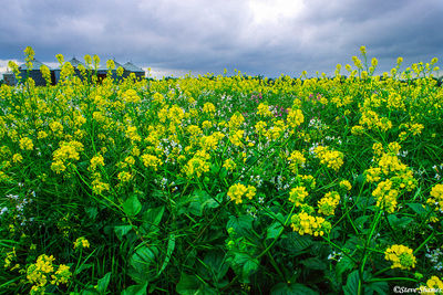 Silos in Wild Mustard