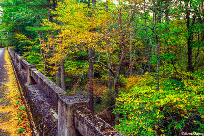 Skyline Bridge