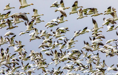 Snow Geese in Flight