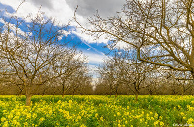 Springtime Orchard With Wild Mustard