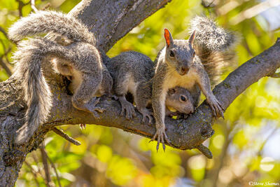Squirrel Family in Tree