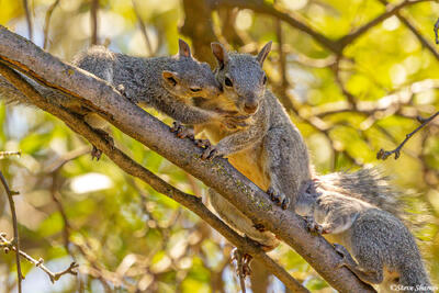 Squirrel Mom