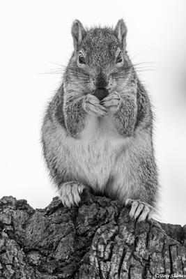 Squirrel Portrait