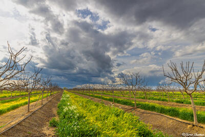 Stormy Sky Over Orchard