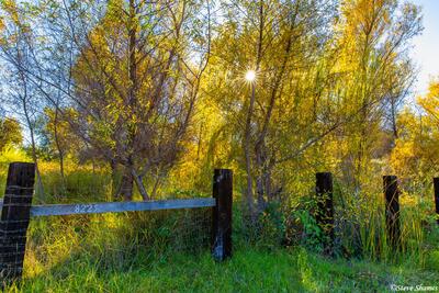 Sun Peeking Through