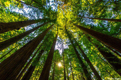 Sun Through Redwoods
