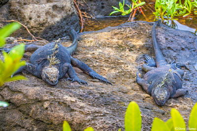 Sunbathing Iguanas