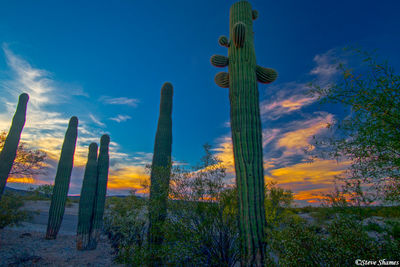 Sunset at Ajo, Arizona