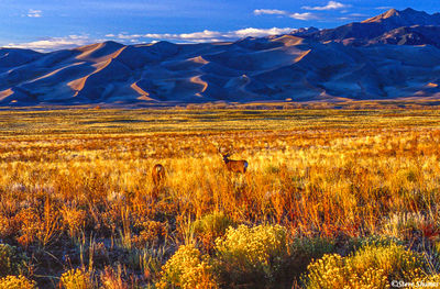 Sunset Deer