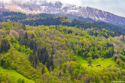 Swiss Alps Scene