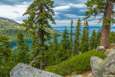 Tahoe Through Trees