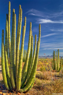 Tall Organ Pipe Cactus