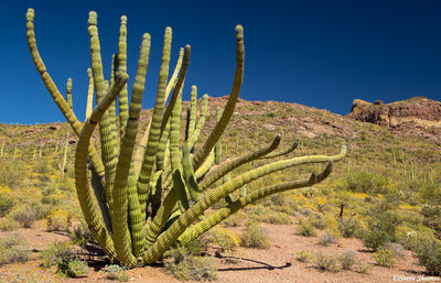 Tangled Cactus