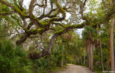 Tangled Tree Branches