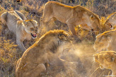 Tanzania-Angry Lions
