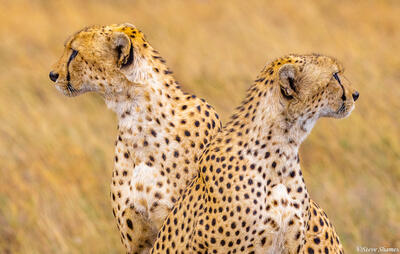 Tanzania-Back to Back Cheetahs