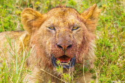 Tanzania-Bloody Faced Young Lion