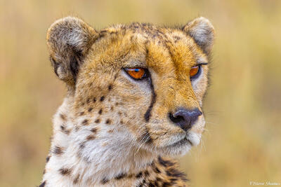 Tanzania-Cheetah Head Shot