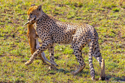 Tanzania-Cheetah Kill