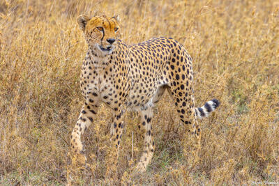 Tanzania-Cheetah Prowling