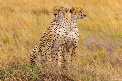 Tanzania-Cheetahs Looking Around