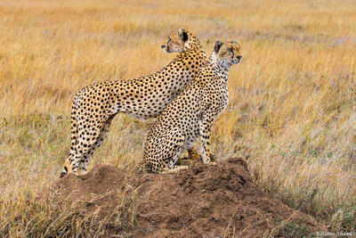 Tanzania-Cheetahs on Termite Mound