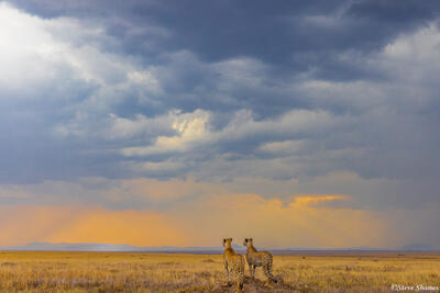 Tanzania-Cheetahs Under Stormy Sky