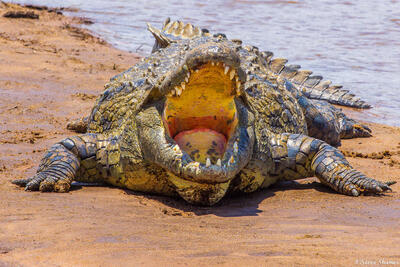 Tanzania-Crocodile With Mouth Open