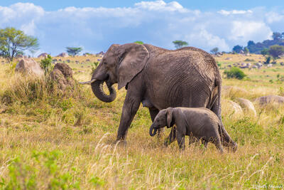 Tanzania-Elephant Mother and Calf