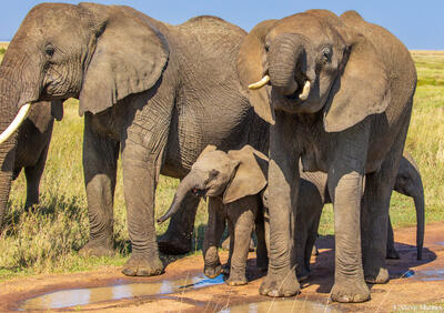 Tanzania-Elephants Drinking From Puddles