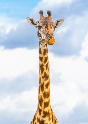 Tanzania-Giraffe Portrait