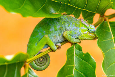 Tanzania-Green Chameleon