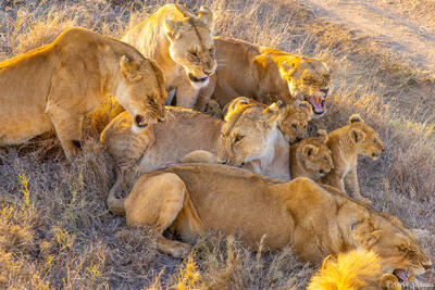 Tanzania-Growling Lions