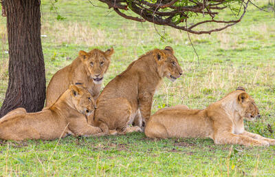 Tanzania-Half Grown Lions