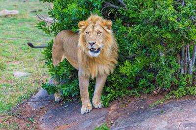 Tanzania-Handsome Male Lion