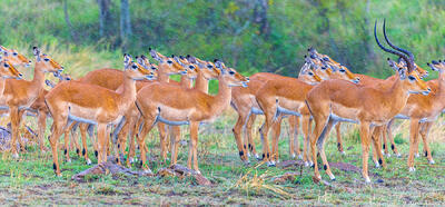 Tanzania-Impalas in the Rain