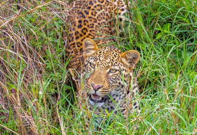 Tanzania-Leopard in Grass