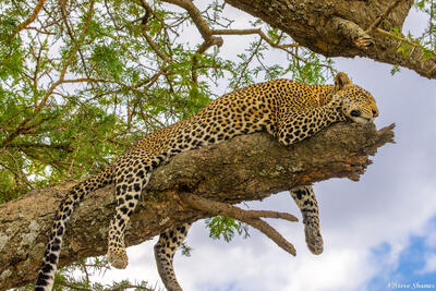 Tanzania-Leopard in Tree