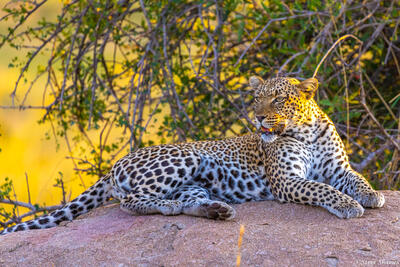 Tanzania-Leopard on a Rock