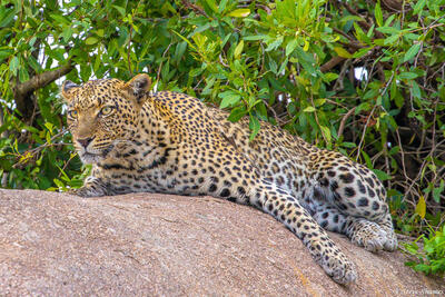 Tanzania-Leopard on Rock