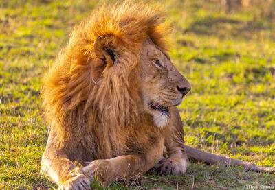 Tanzania-Lion Profile