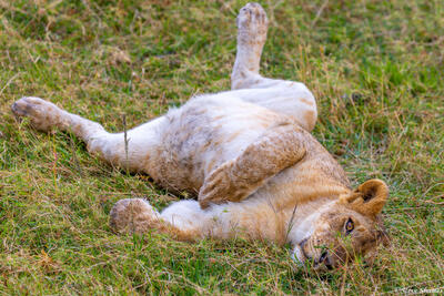 Tanzania-Lioness Rolling Over